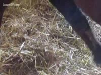One minute of horse 10-Pounder hanging around